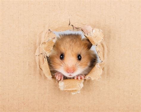 Cute Hamster Pictures That Will Make You Smile