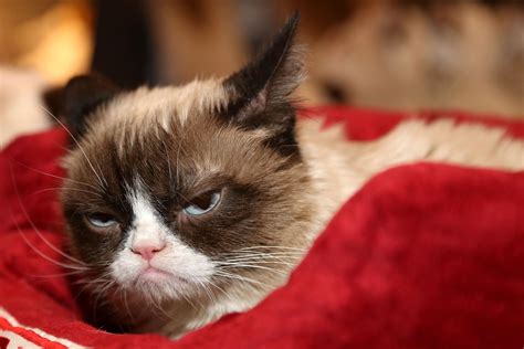 Grumpy Cat Memes Humans