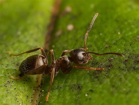 Maybe you would like to learn more about one of these? Nemasys Ant Pest Control Nemasys No Ants - Natural Pest Control