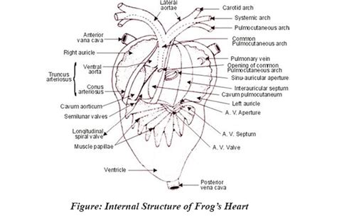 Detailed Structure Of Frogs Heart