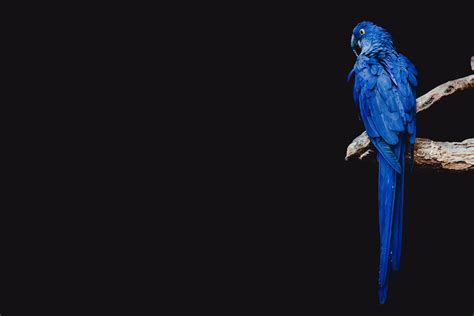 blue parrot parrot bird branch hd wallpaper wallpaper flare