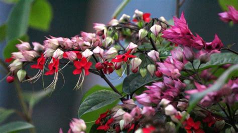 Growing pink flowering plants can add a wonderful splash of color in your garden. identification - What is this shrub with small red flowers ...