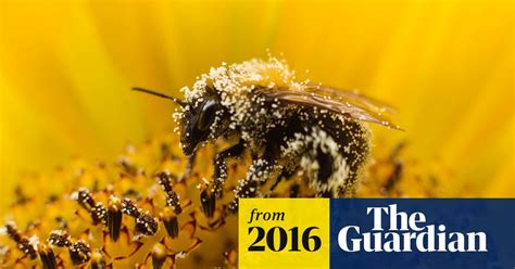 Ministers Reject Plan For Emergency Use Of Banned Bee Harming