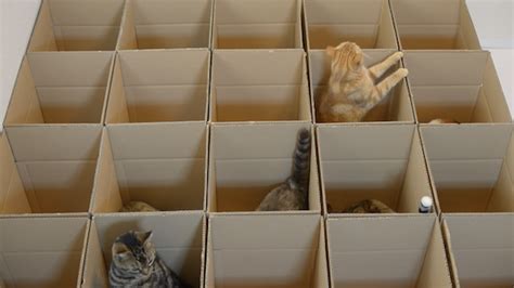 Nine Cats Thoroughly Enjoy The Cardboard Maze That Their