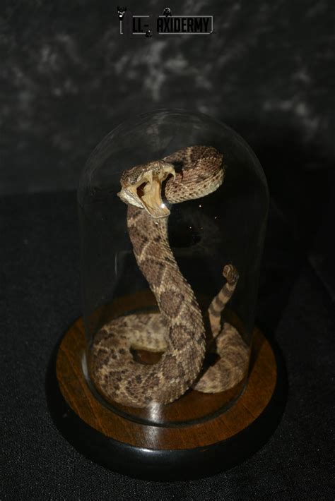 Western Diamondback Rattle Snake Taxidermy For Sale Sku 1131 All
