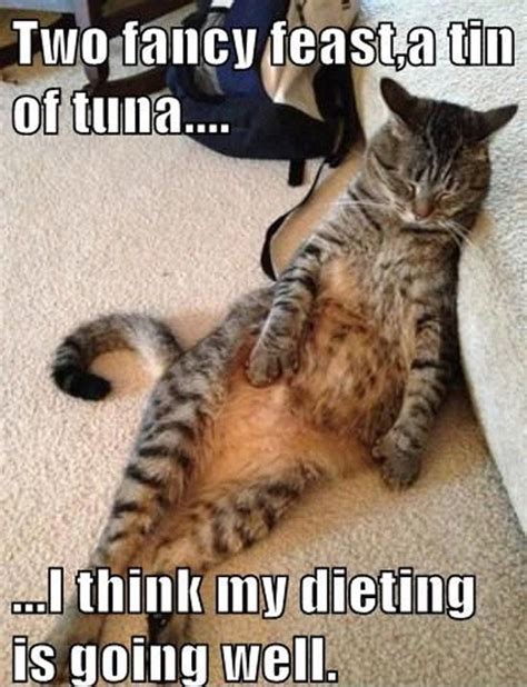 This Diet Is Really Going Well Funny Cats Silly Cats Funny Cat