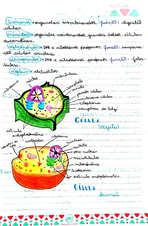 Citoplasma E Organelas Biologia Celular