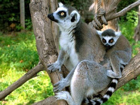 Lemure Catta Bioparco Di Roma