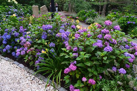 Maybe you would like to learn more about one of these? When is a good time to plant hydrangeas in South Florida ...