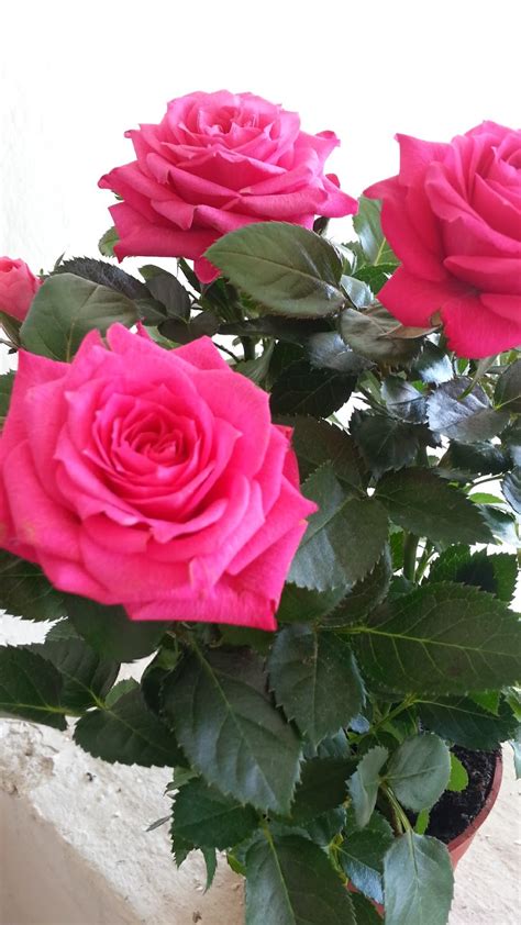 Lukisan Bunga Ros Dalam Pasu Abundance Of Roses 24 X 30 X 2 Inches