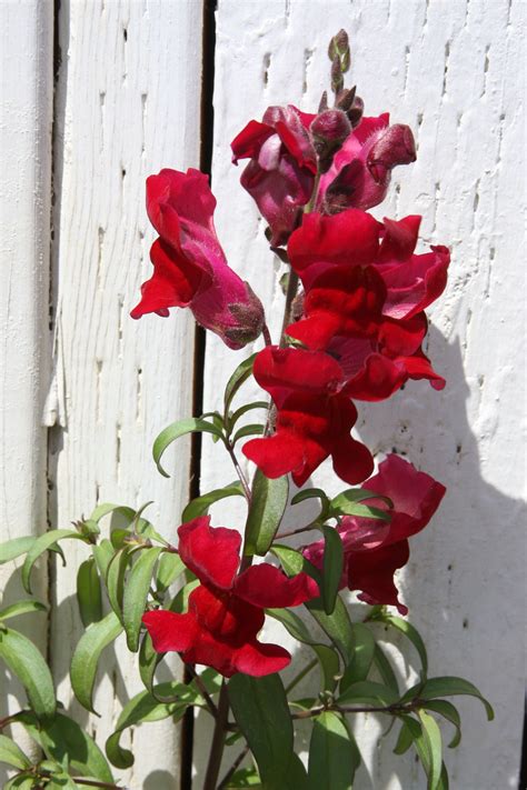 Check spelling or type a new query. Snapdragon. Vancouver, WA. 06/2014. | Snapdragons, Plants ...