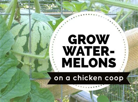 Growing Watermelons Vertically On A Trellis Fence Or A Chicken Coop