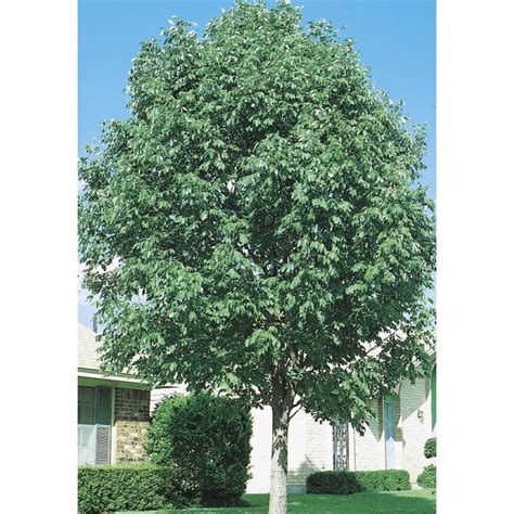 608 Gallon Green Texas Ash Shade Tree In Pot With Soil L4488 At