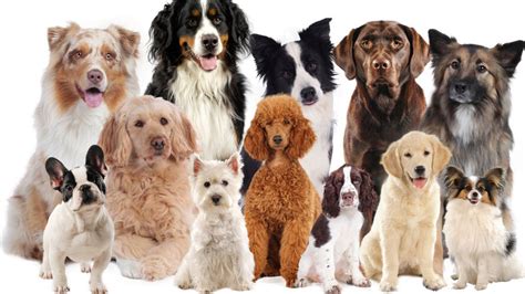 Welke Hond Past Bij U Tips Voor Het Kiezen Van De Perfecte Hond Max