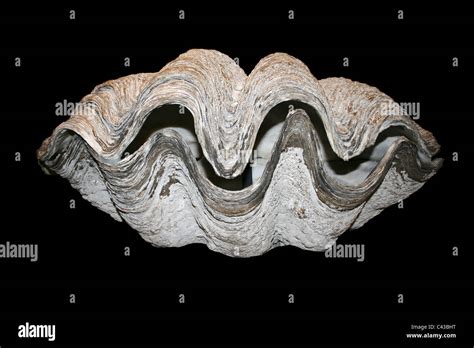Giant Clam Shell Tridacna Gigas Against A Black Background Stock Photo