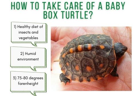 How To Care For A Box Turtle