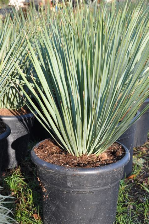 What kind of plant is a yucca tree? vente yucca rostrata blue swan petite taille prix et ...