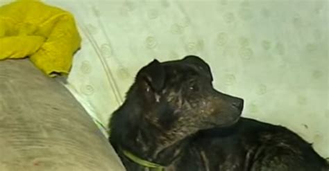 Último Deseo 58 Perros Asisten Al Velorio De La Mujer Que Los Rescató
