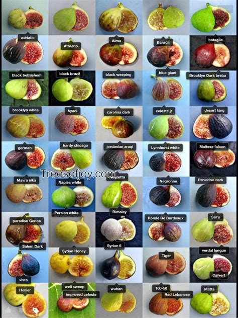 Fig Varieties List
