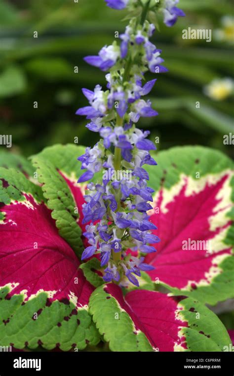 Coleus Flower Hi Res Stock Photography And Images Alamy