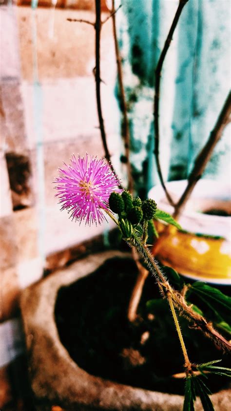 April season flowers blooming in garden. Monsoon in HDR #India #AfterRain #Blooming (With images ...