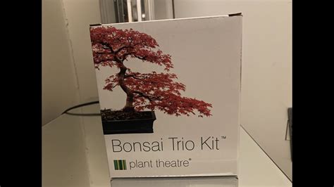 Unlike the original chinese penjing. How to plant bonsai trees for the first time - Bonsai Trio ...