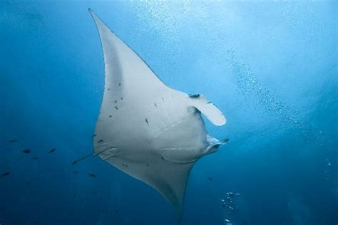 Reef Manta Ray Animal Facts And Information