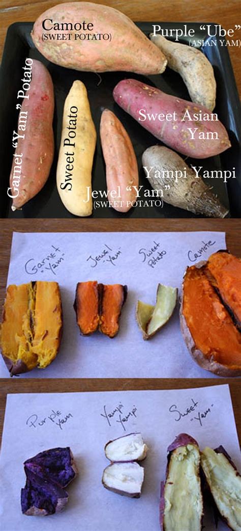 Over the past few years, the popularity of sweet potato has been on this rise. FOOD TIPS :: Sweet Potato vs. Yam--The definitive guide ...