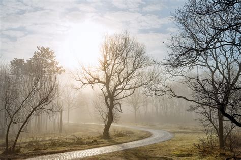 Misty Forest Road In Backlight Stan Schaap Photography