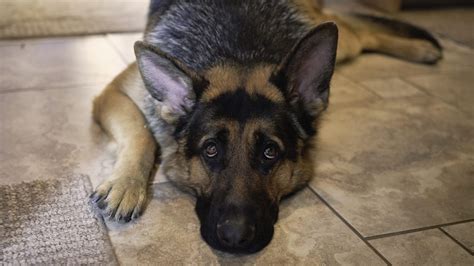 Scientists Take A Peek Behind Those Sad Puppy Dog Eyes Fox 59