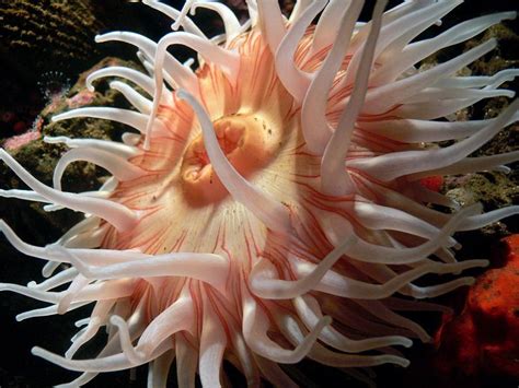 17 Facts You Need To Know About Sea Anemones Before You