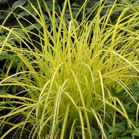 Carex Bowles Golden Buy Sedge Perennials Online