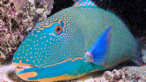 Beautiful Mexican Caribbean Fish Sandos Blog