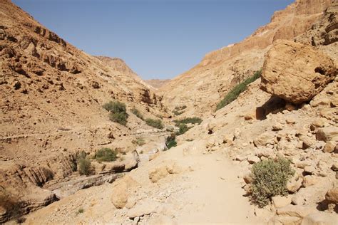 A Touch Of The Desert In Ein Gedi Israel Our World Heritage