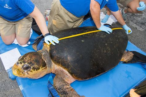 Seaworld Returns Largest Rescued Loggerhead Sea Turtle In History To
