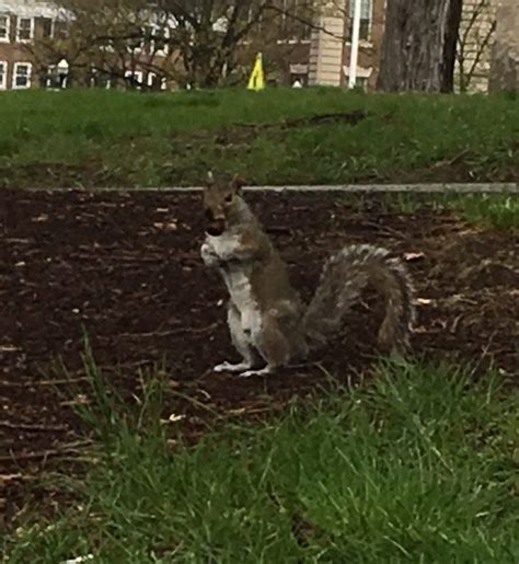 Squirrel Eating An Acorn Nature On Campus