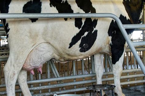 A Dairy Cows Udder Which Is Ready For Collecting Milk Stock Image