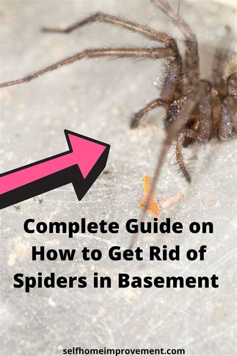 Complete Guide On How To Get Rid Of Spiders In Basement In 2022 Get