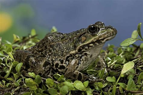 The 3 Basic Amphibian Groups