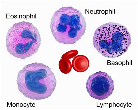 Eosinophilia Elevation Of Certain White Blood Cells
