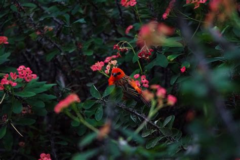 Free Images Nature Colors Bird Plants Wildlife Red Flora