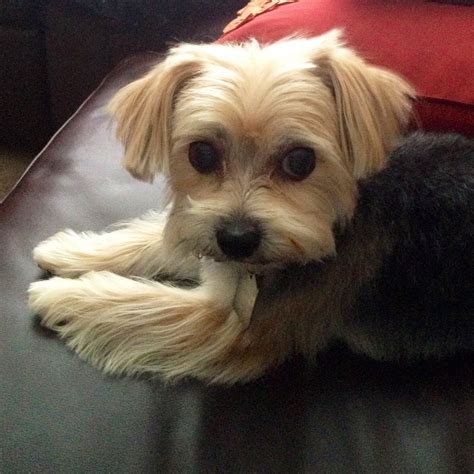 Morkie | zebrakat | Morkie, Mixed breed dogs, Cute puppies