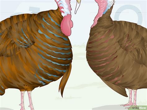 how to sex turkeys 10 different physical signs and identifiers