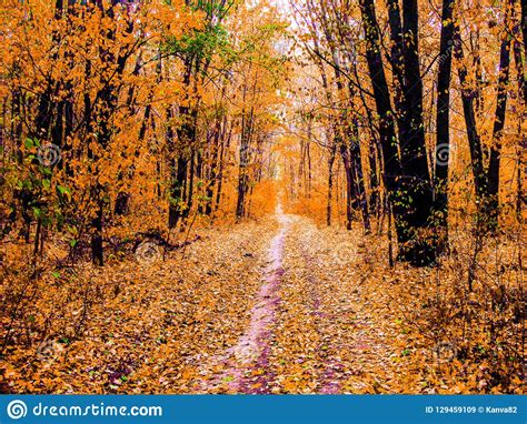 Autumn Forest Road Stock Image Image Of Forest Trees 129459109