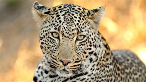 Wild Leopard 4K | HD Wallpapers