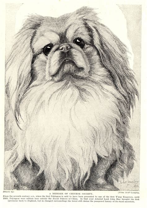 1930s Antique Pekingese Dog Print Nina Scott Langley Etsy