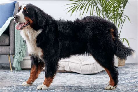 Should Colorado Have A State Dog Survey Results Favor Bernese Mountain