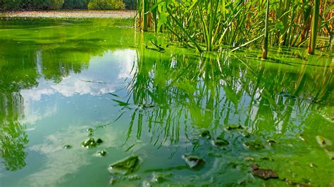 Pond Scum Can Release A Paralyzing Pollutant Into The Air