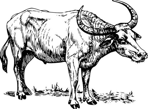 An Animal With Horns Standing In The Grass