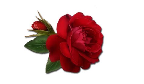 Single Red Rose Png Clipart Png Mart